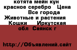 котята мейн кун, красное серебро › Цена ­ 30 - Все города Животные и растения » Кошки   . Иркутская обл.,Саянск г.